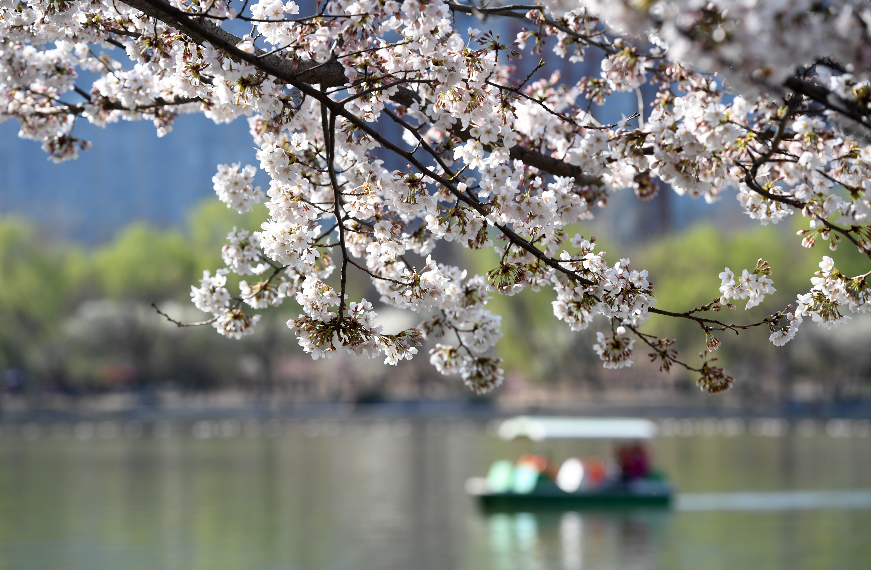 韶關(guān)櫻花公園最新綻放，一場(chǎng)春天的盛宴